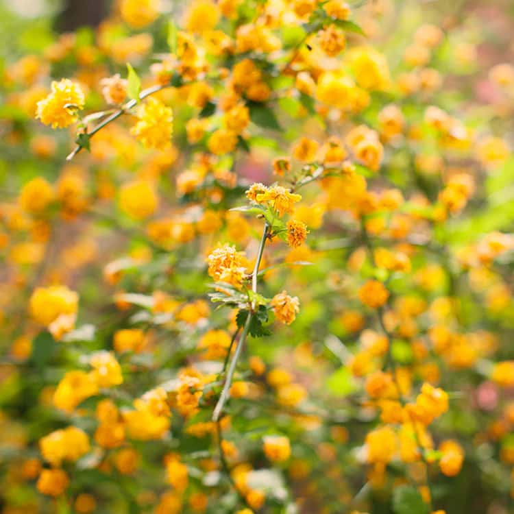 Brera Botanical Garden