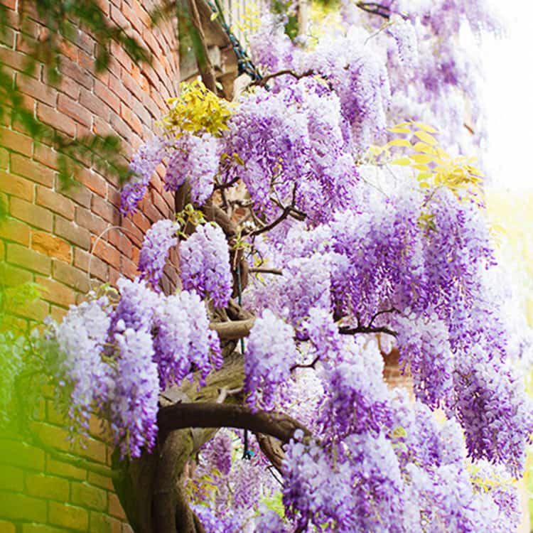 Brera Botanical Garden