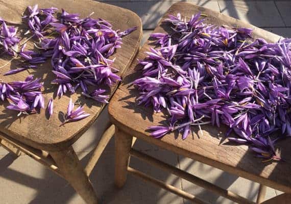 Saffron: the spice of gods and gold