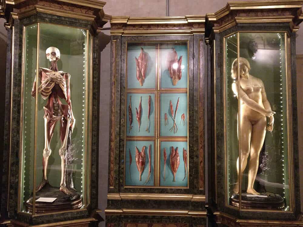 Palazzo Poggi Anatomical Wax