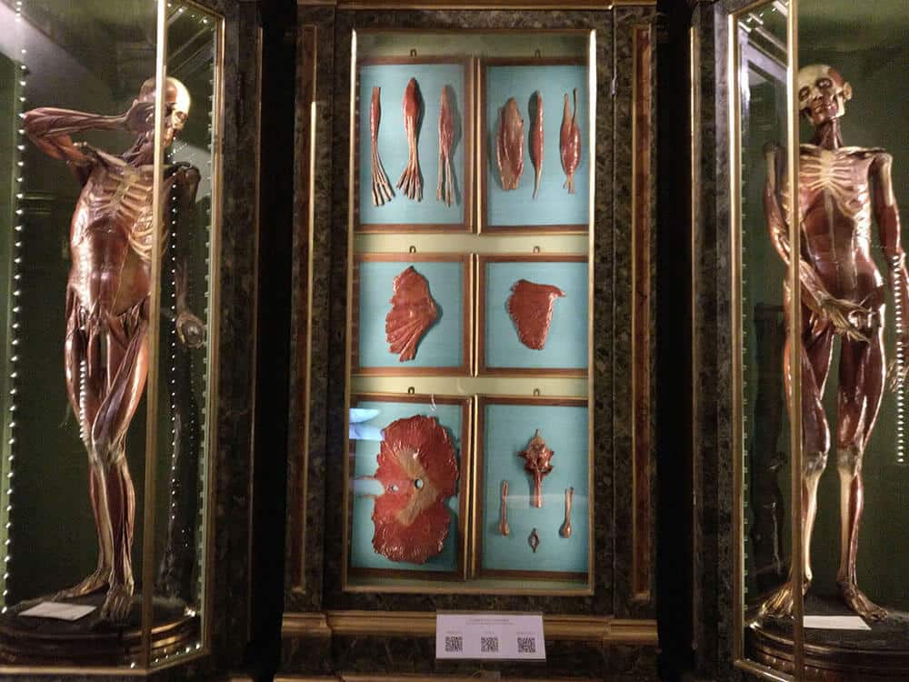 Palazzo Poggi Anatomical Wax