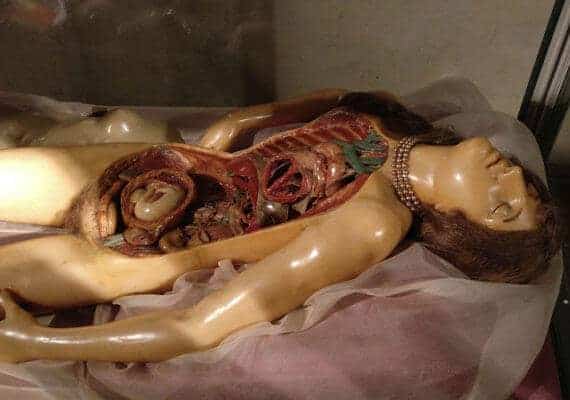 The 18th-century anatomical wax creators: the thin boundary between science and art