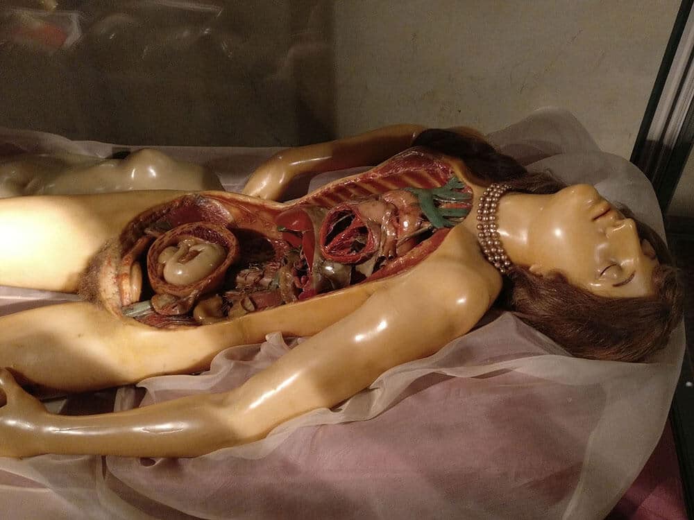 Palazzo Poggi Anatomical Wax