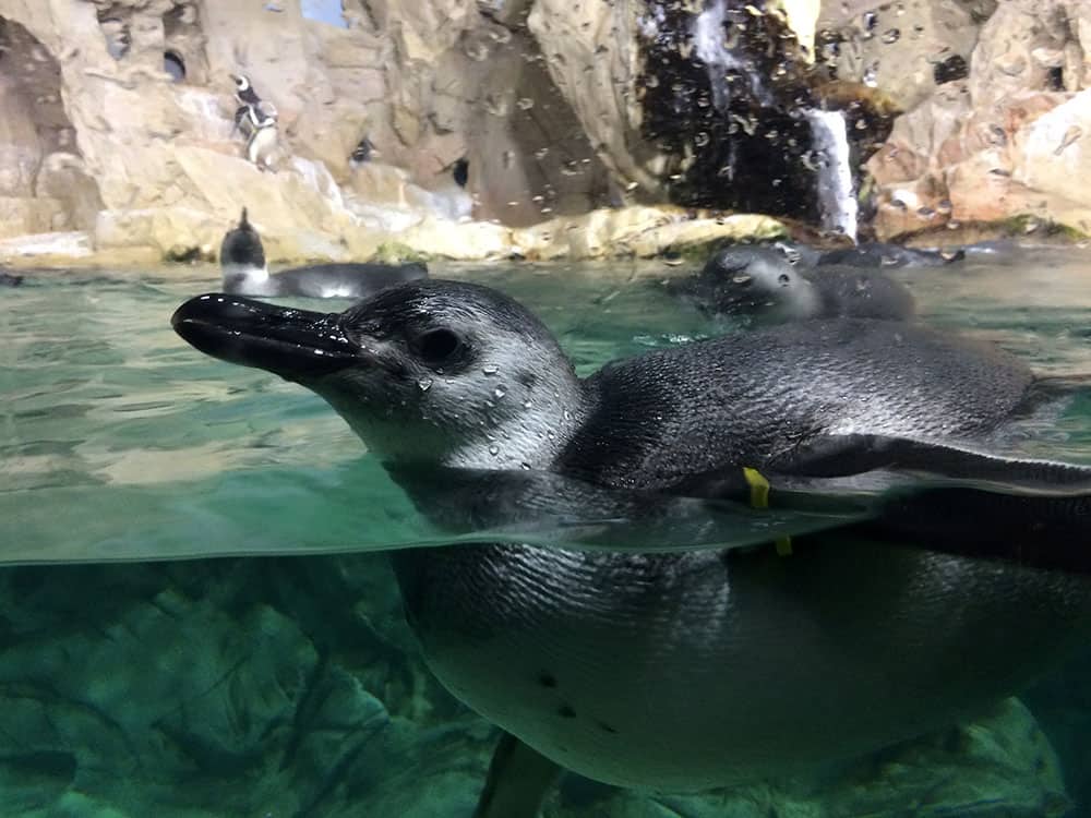 Genoa Aquarium