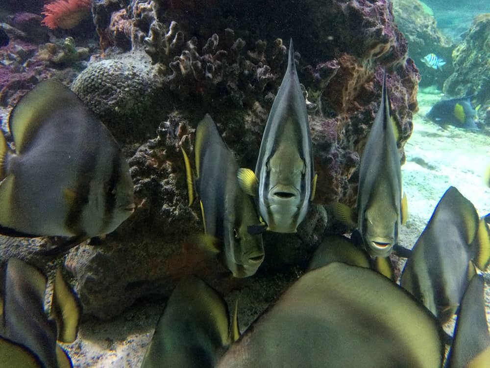 Genoa Aquarium