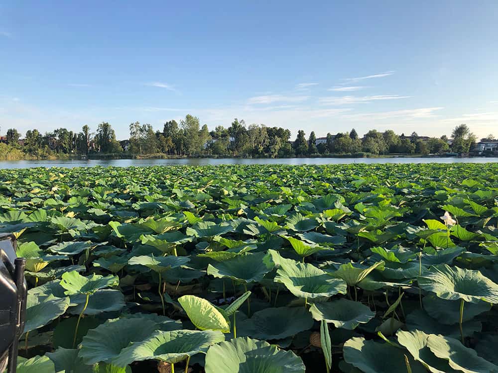 Lotus Flowers : A bit of Asia on Mantua's Waterway