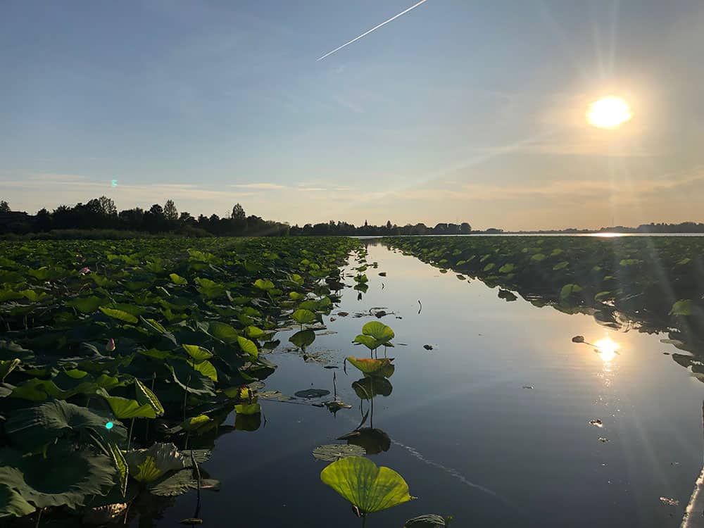 Lotus Flowers : A bit of Asia on Mantua's Waterway