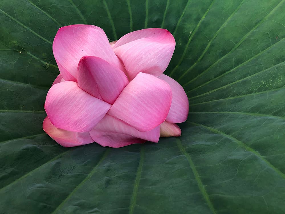 Lotus Flowers : A bit of Asia on Mantua's Waterway