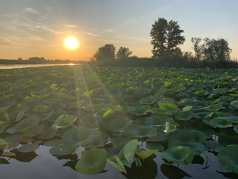 Lotus Flowers : A bit of Asia on Mantua's Waterway