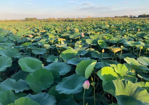 Lotus Flowers : A bit of Asia on Mantua’s Waterway