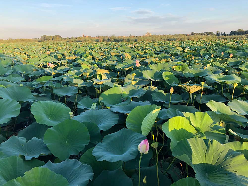 Lotus Flowers : A bit of Asia on Mantua's Waterway