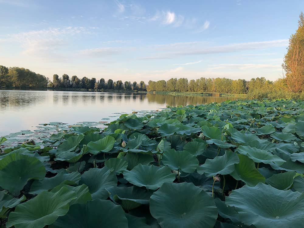 Lotus Flowers : A bit of Asia on Mantua's Waterway