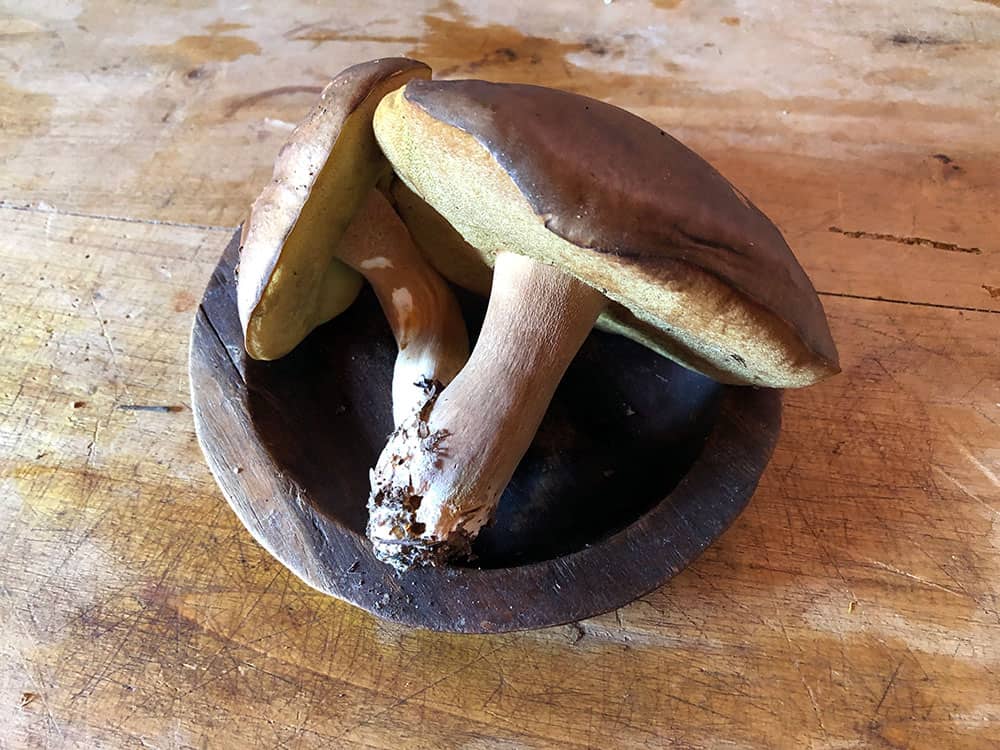 Porcini Mushroom